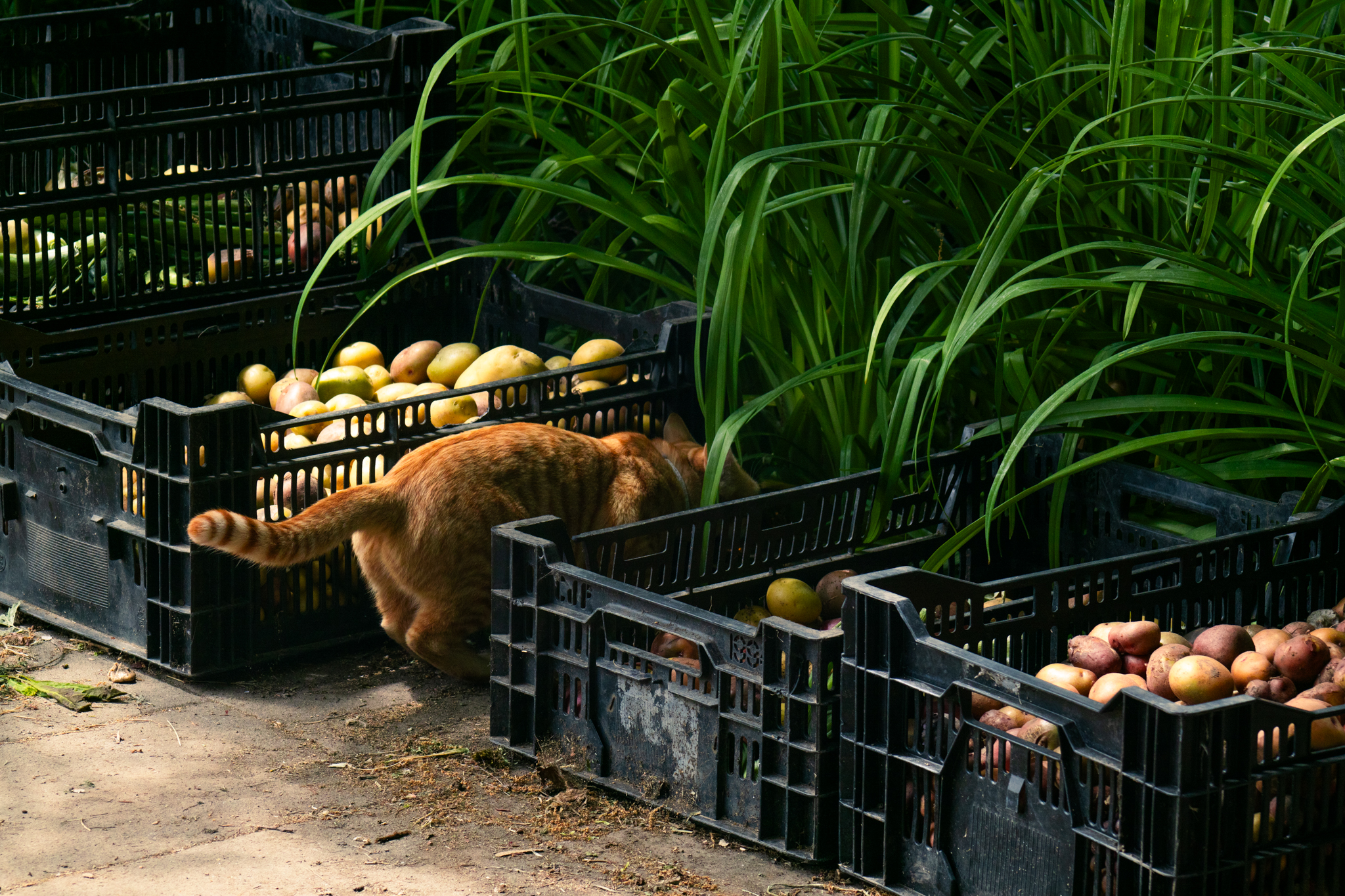 Cox Creek Nursery & Produce photo